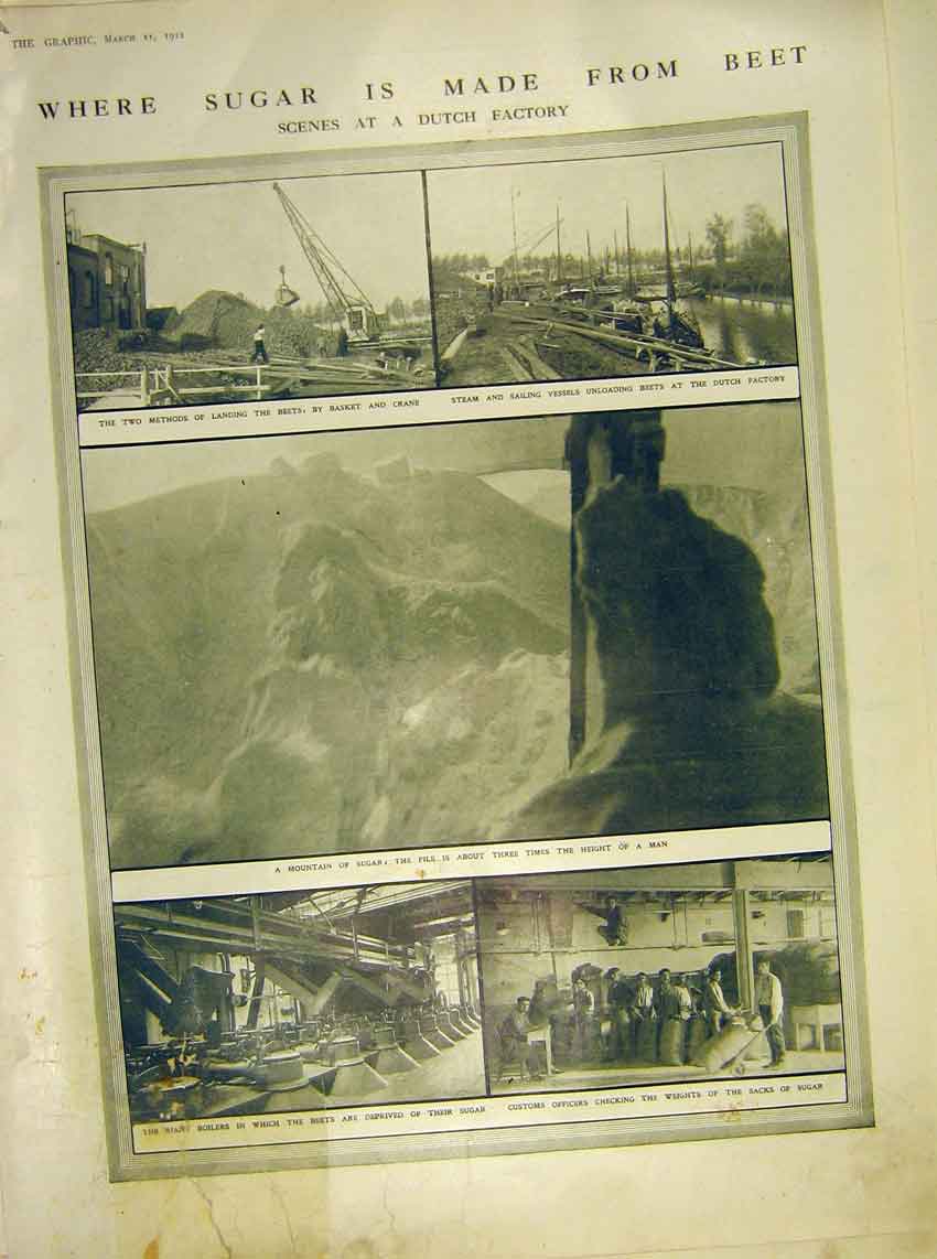 Original Old Antique Print Sugar Beet Dutch Factory 1911 20th Century