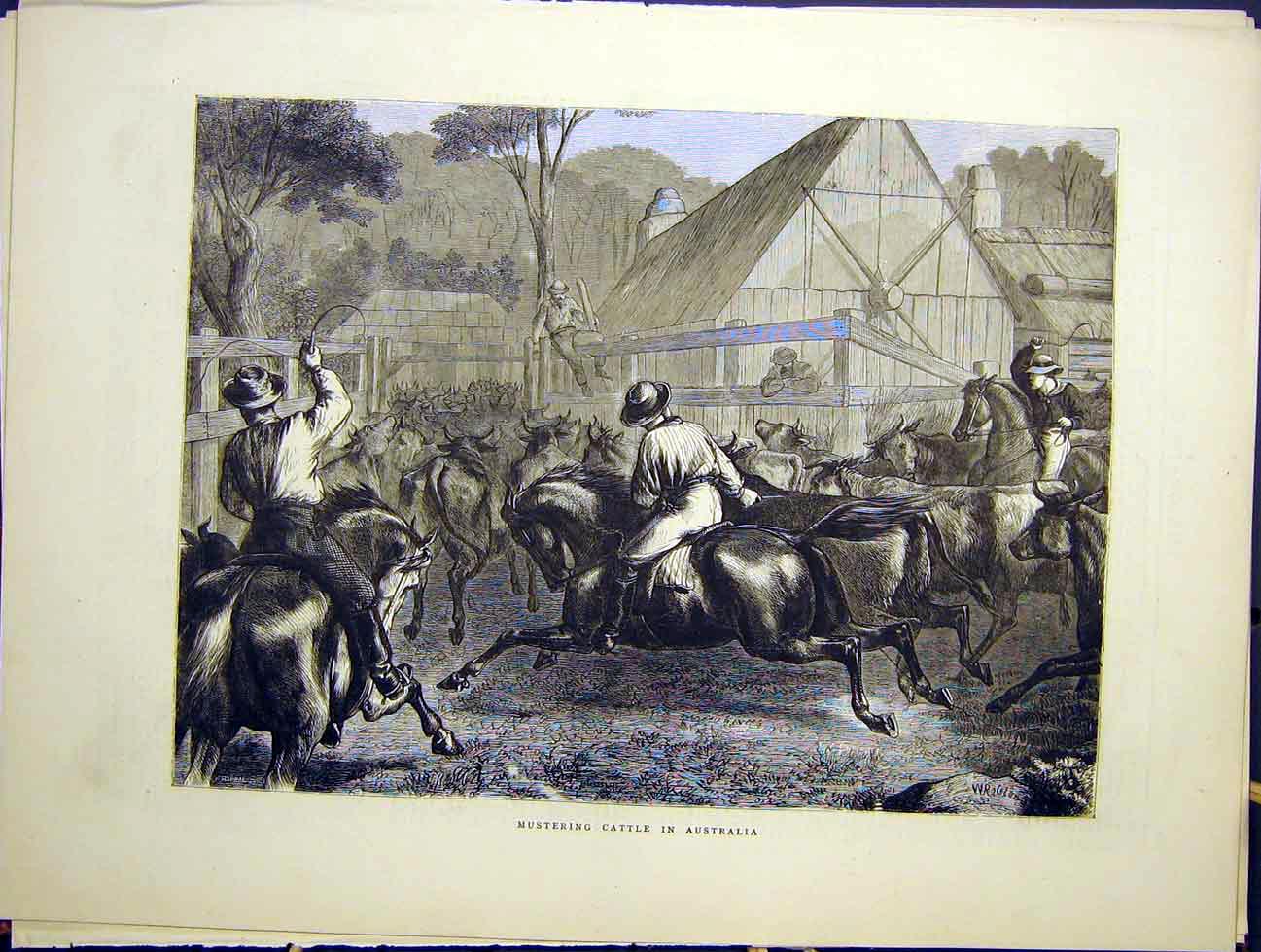 Original Old Antique Print Mustering Cattle Australia Horses 1870 19th
