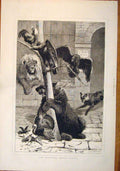 Original Old Antique Print European Animals Wallen Bear Turkey Lion Bird 1876