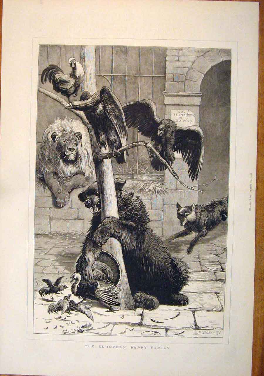 Original Old Antique Print European Animals Wallen Bear Turkey Lion Bird 1876