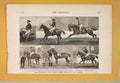 Old Antique Print Anglo Mexican Riding Match Islington Horses Horse 1877 19th