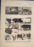 Original Old Antique Print Cattle Show Sketches Pigs Sheep Cow Cows Church 1877