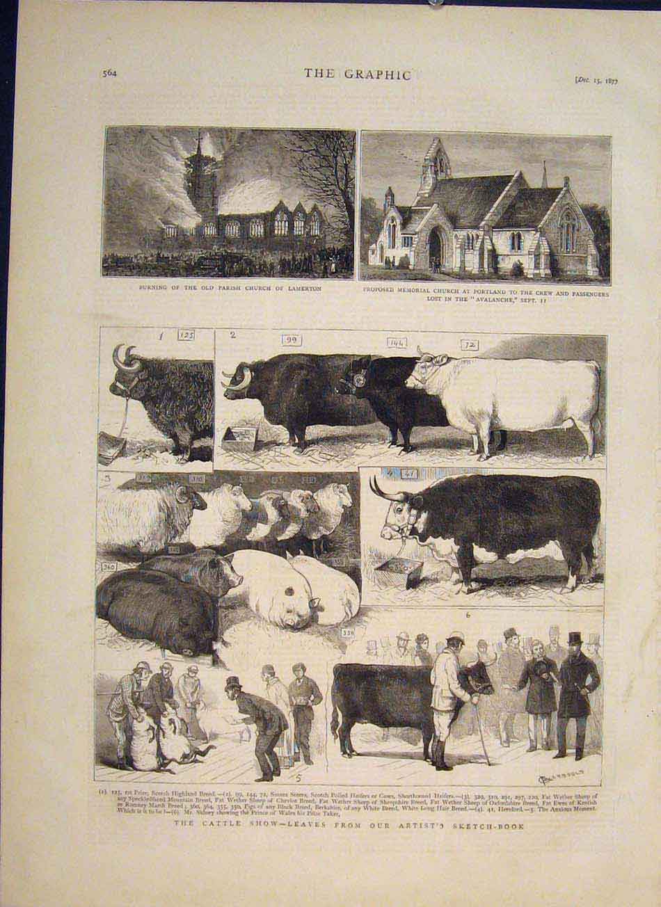 Original Old Antique Print Cattle Show Sketches Pigs Sheep Cow Cows Church 1877