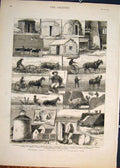 Old Antique Print Sketches Prairie Farm Minnesota America Usa Grain 1881 19th
