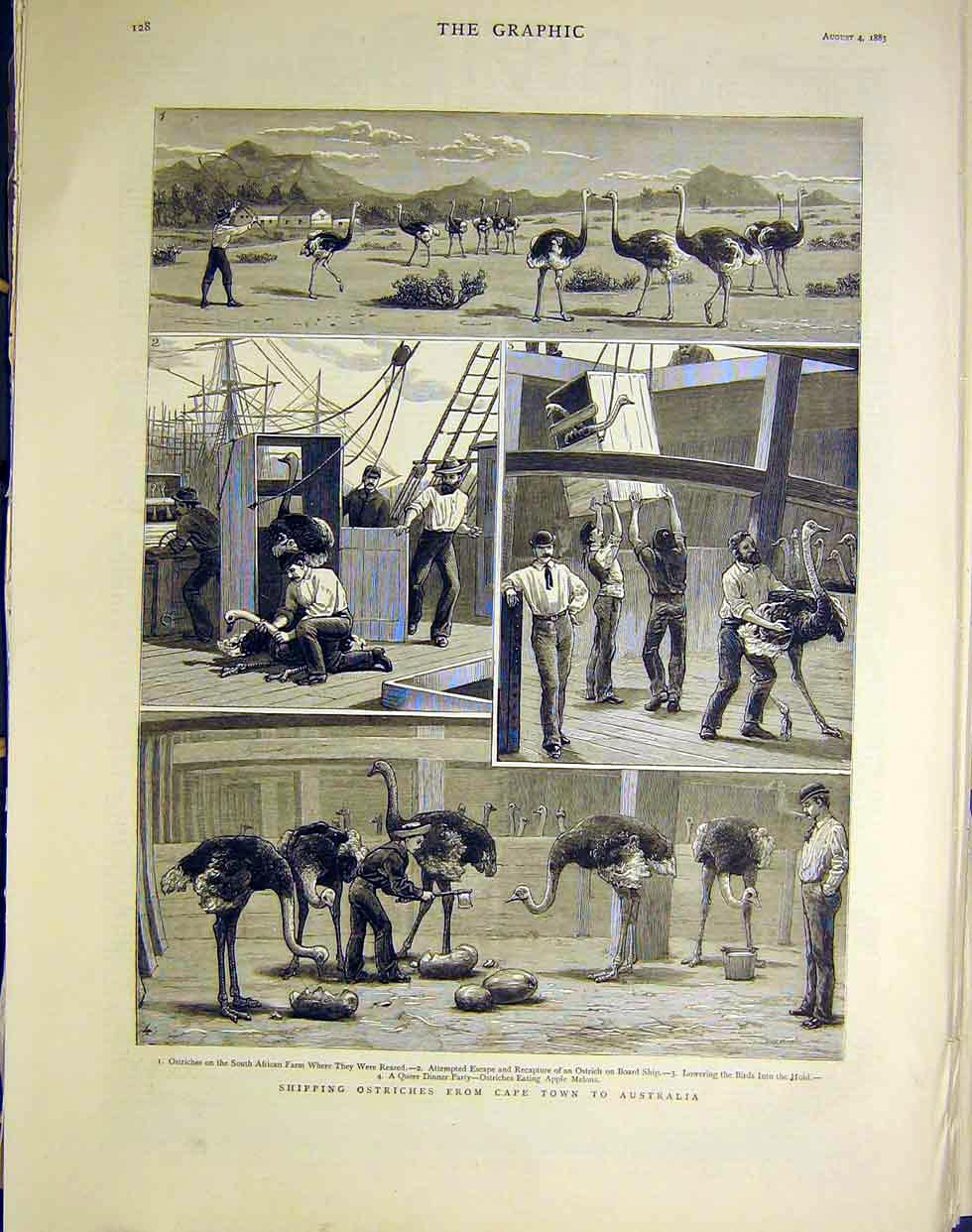 Original Old Antique Print Ostriches Cape Town Africa Australia Shipping 1883