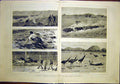 Old Antique Print New South Wales Life Australia Cattle Emu Horses 1883 19th