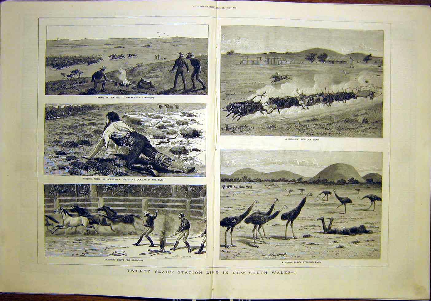 Old Antique Print New South Wales Life Australia Cattle Emu Horses 1883 19th