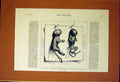 Original Old Antique Print Young Baby Marmozets Bred Europe 1883 19th