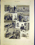 Original Old Antique Print Sketches Dog Show Dadd Terrier Hounds Fine Art 1883