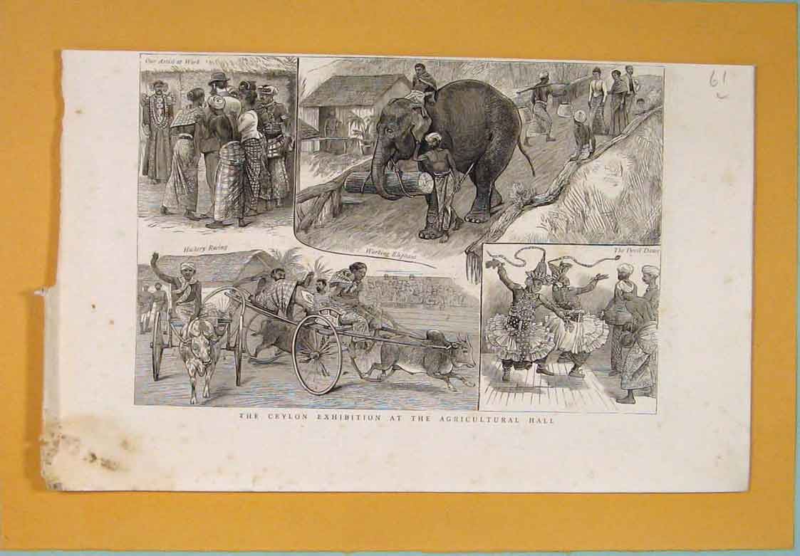 Original Old Antique Print Ceylon Exhibition Agricultural Hall London 1886 19th