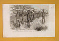 Old Antique Print Coolies Natives Elephants Tusks Coast Cape Africa 1886 19th