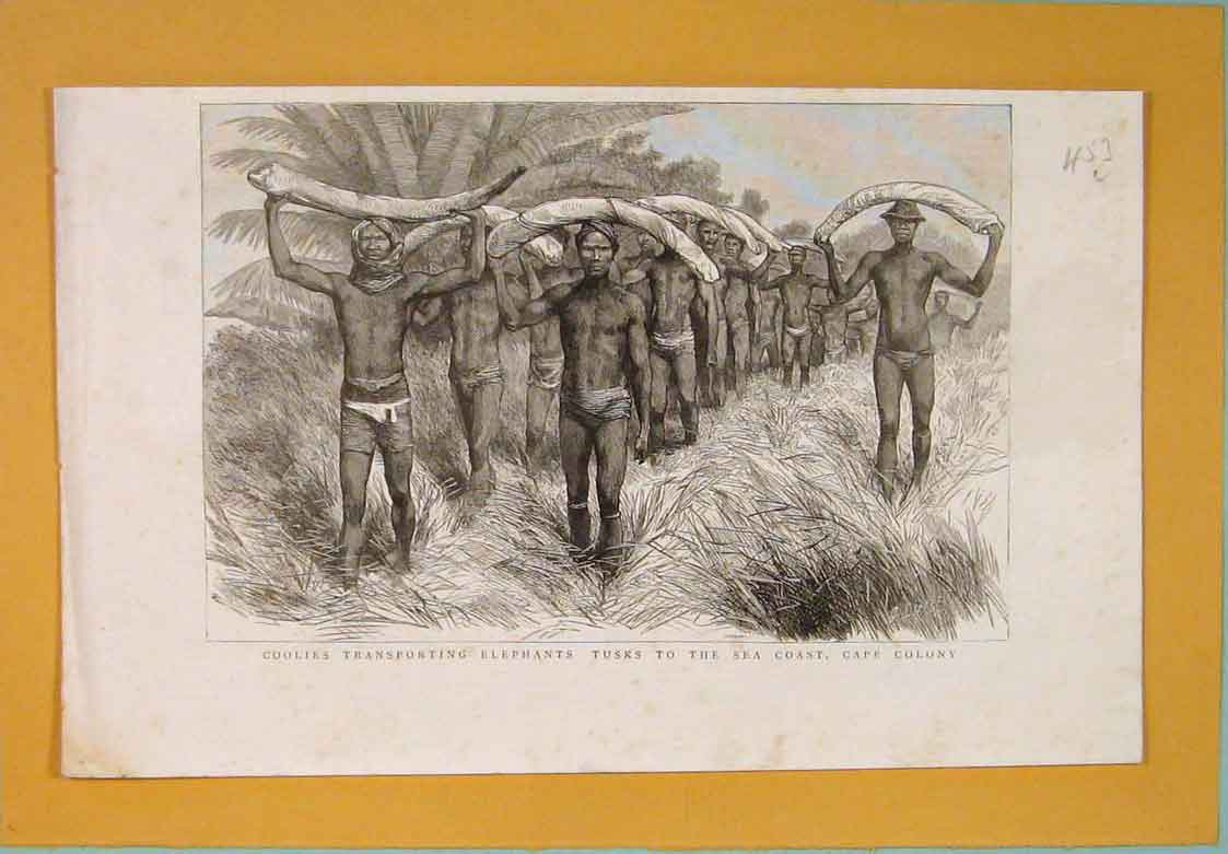 Old Antique Print Coolies Natives Elephants Tusks Coast Cape Africa 1886 19th