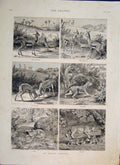 Original Old Antique Print Indian Tragedy Deer Leopard Cubs 1886 19th