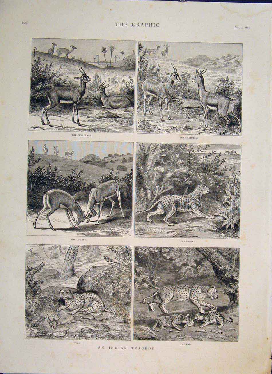Original Old Antique Print Indian Tragedy Deer Leopard Cubs 1886 19th