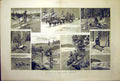 Original Old Antique Print Hunting North-West Canada Lake Fishing Geese 1887