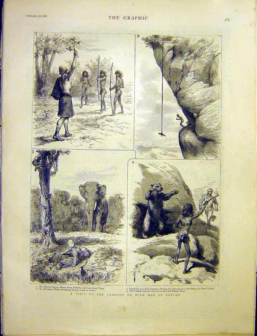 Original Old Antique Print Veddah Wild Men Ceylon India Elephant Honey 1887 19th