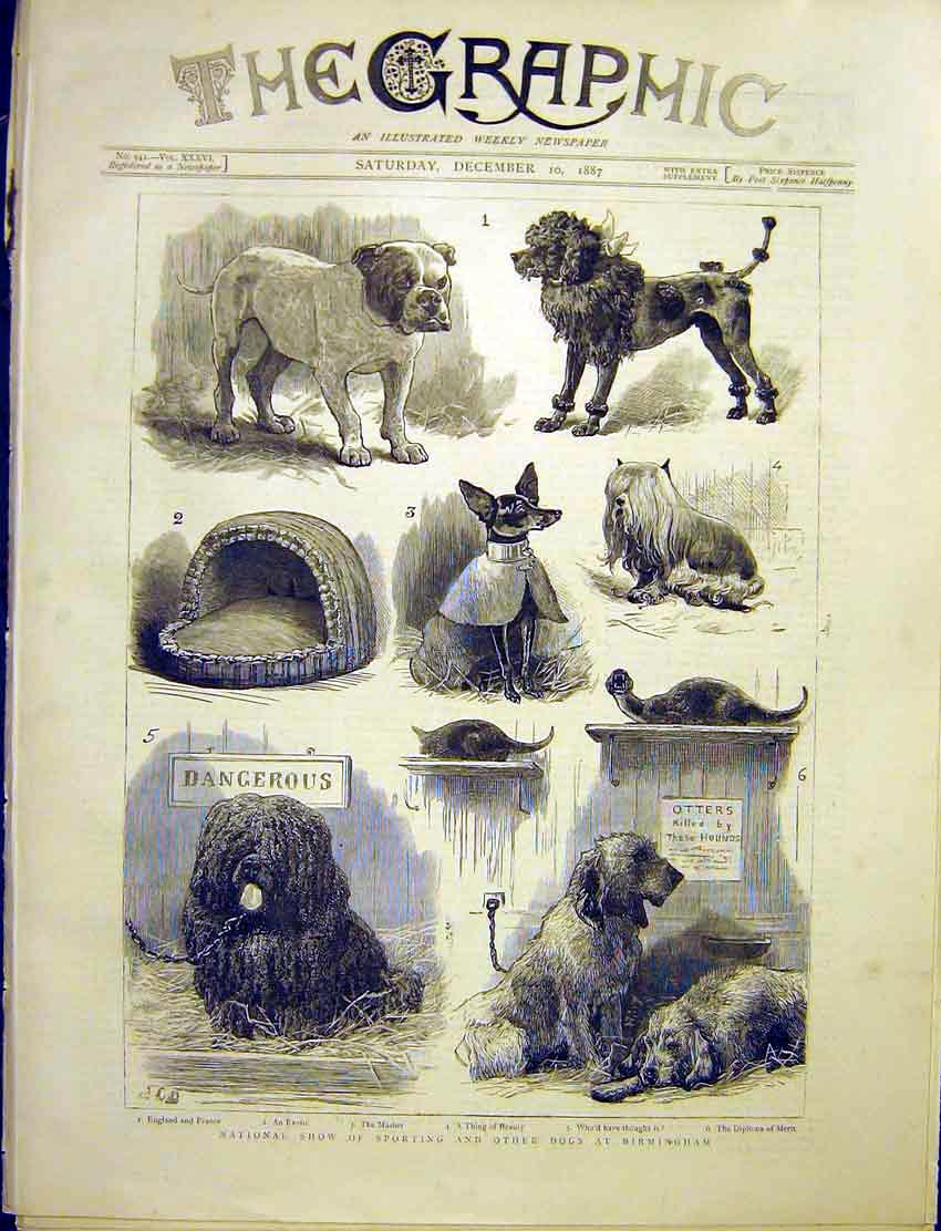 Original Old Antique Print Show Sporting Dogs Birmingham 1887 19th