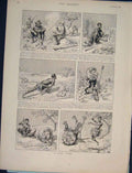Original Old Antique Print Lion Story Sketch Sletches Africa Cape Bushman 1890
