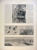 Original Old Antique Print Churchill Africa Locust Plague Northern India 1891
