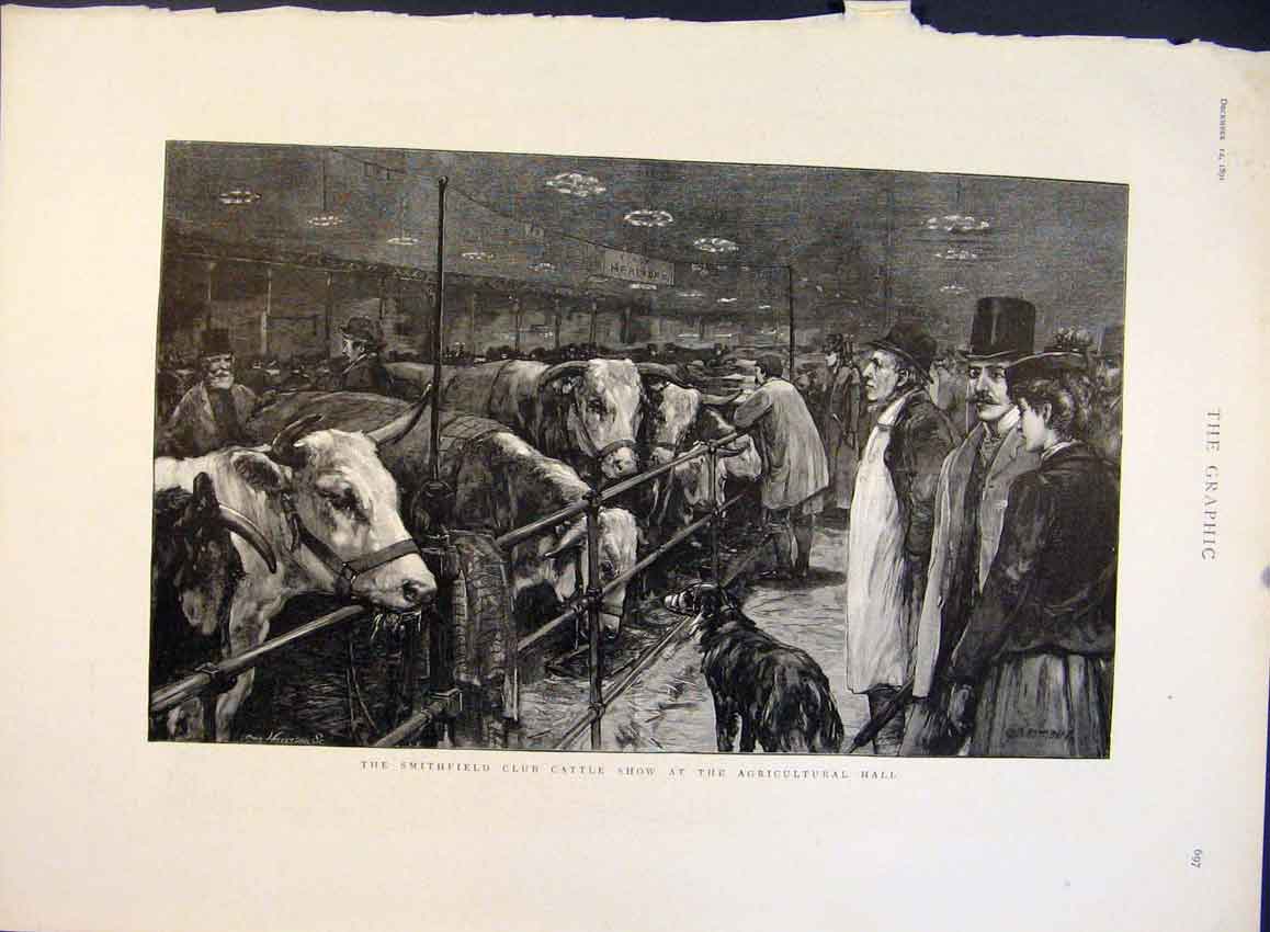 Original Old Antique Print Smithfield Club Cattle Show Agricultural Hall 1891