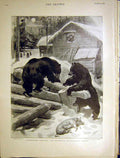 Original Old Antique Print Bears Pig Canada Unwelcome Visitor Small 1898 19th