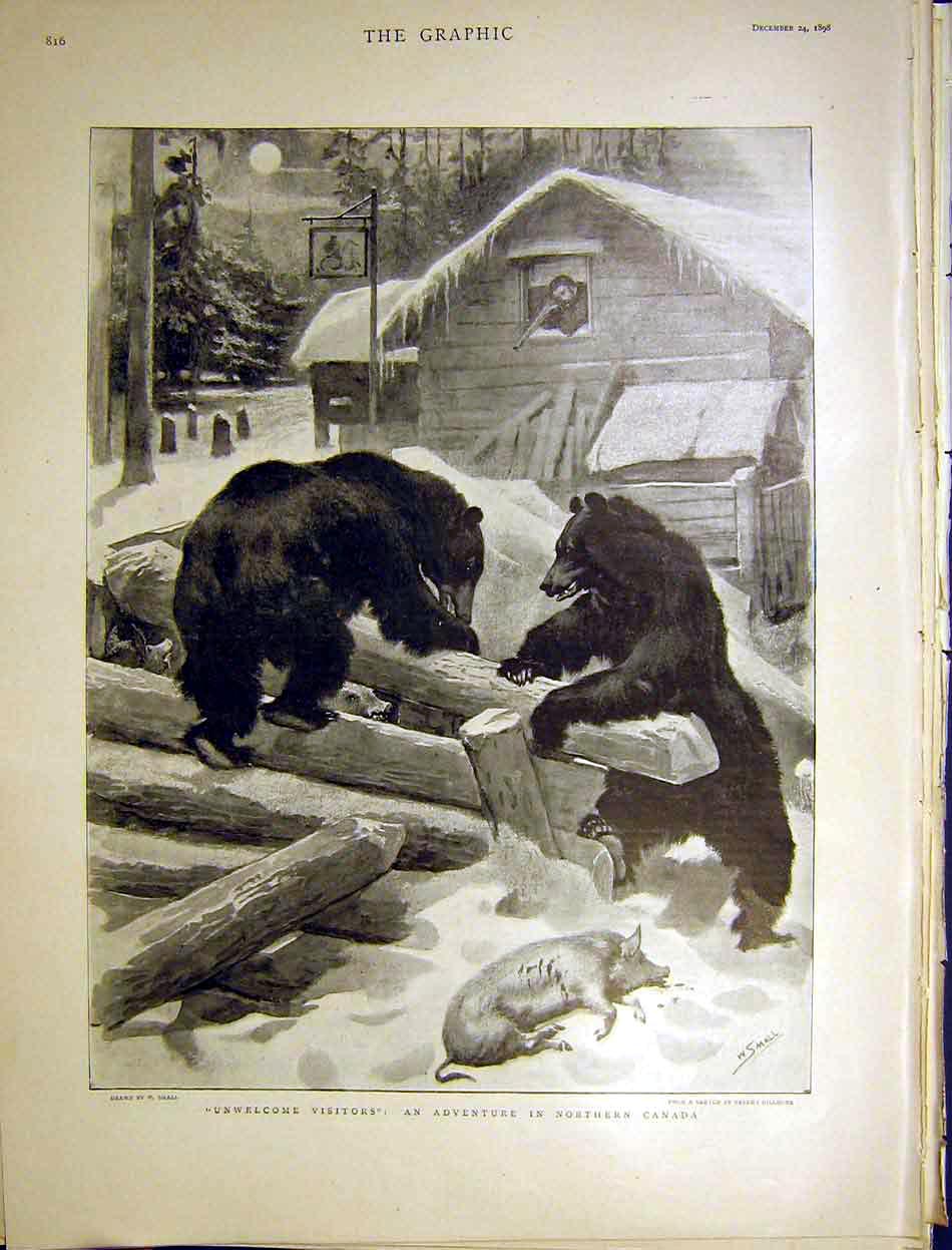 Original Old Antique Print Bears Pig Canada Unwelcome Visitor Small 1898 19th