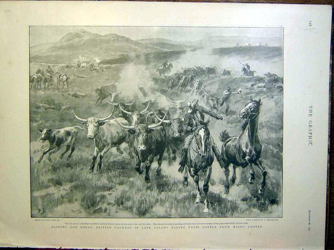 Original Old Antique Print Boer War British Farmers Cattle Ladysmith Artillery
