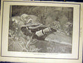 Original Old Antique Print King Italy Death Chamber Monza Bianchini 1900 20th