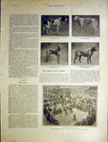 Original Old Antique Print Kennel Club Show Crystal Palace Dogs Bernard 1901