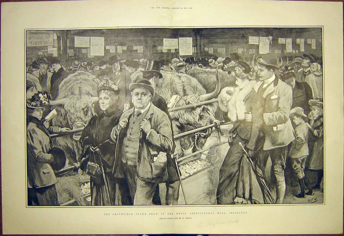 Original Old Antique Print Smithfield Club Show Islingtonthe Highlanders 1901
