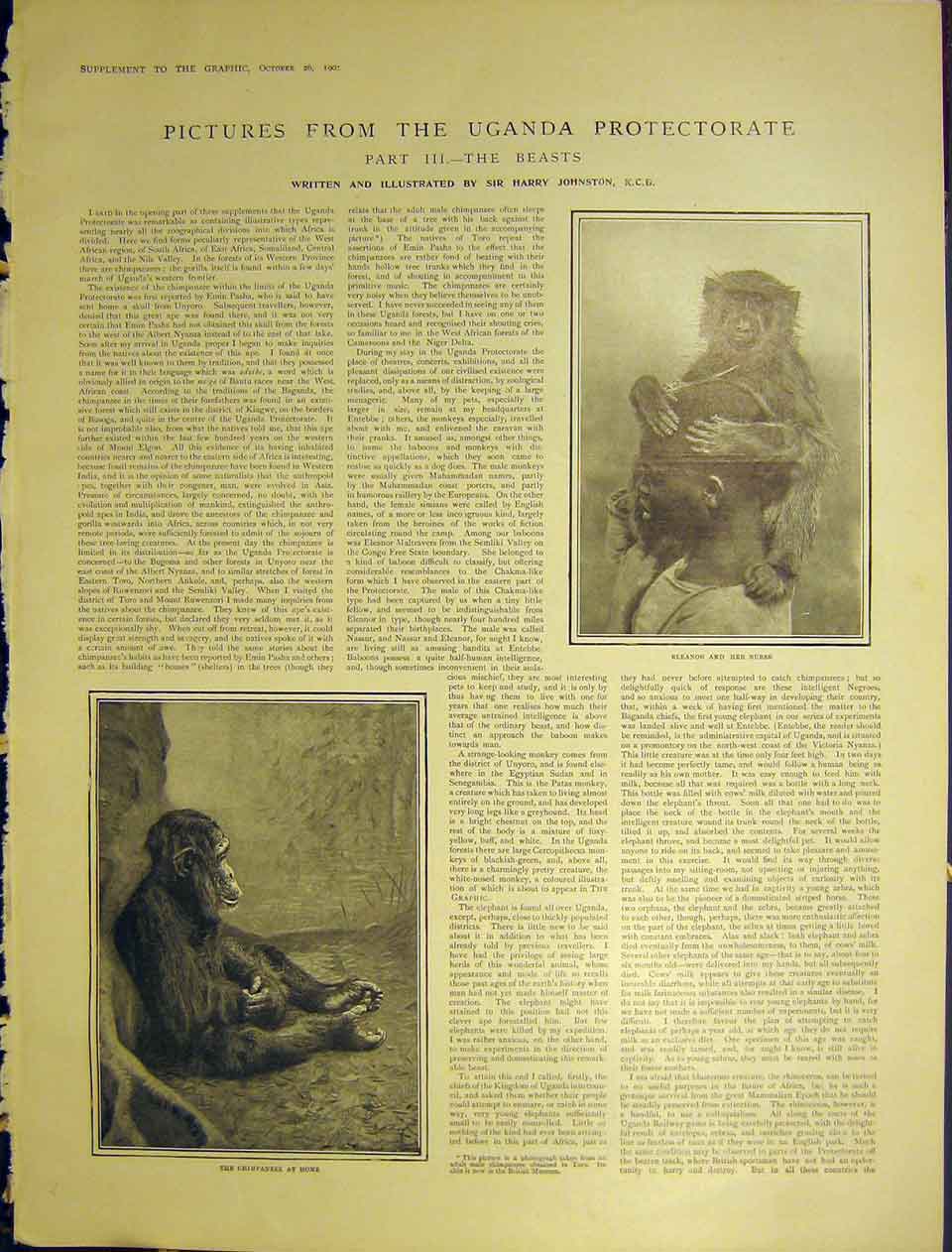 Original Old Antique Print Uganda Protectorate Chimpanze Ankole Bull Toto Masai