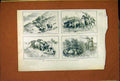 Original Old Antique Print Australian Cattle-Drover Animal Oxen 1902 20th
