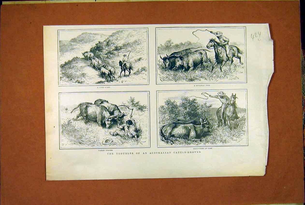 Original Old Antique Print Australian Cattle-Drover Animal Oxen 1902 20th