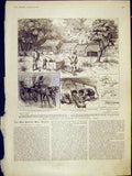 Original Old Antique Print Trout-Breeding Experiment India Fish Sketches 1902