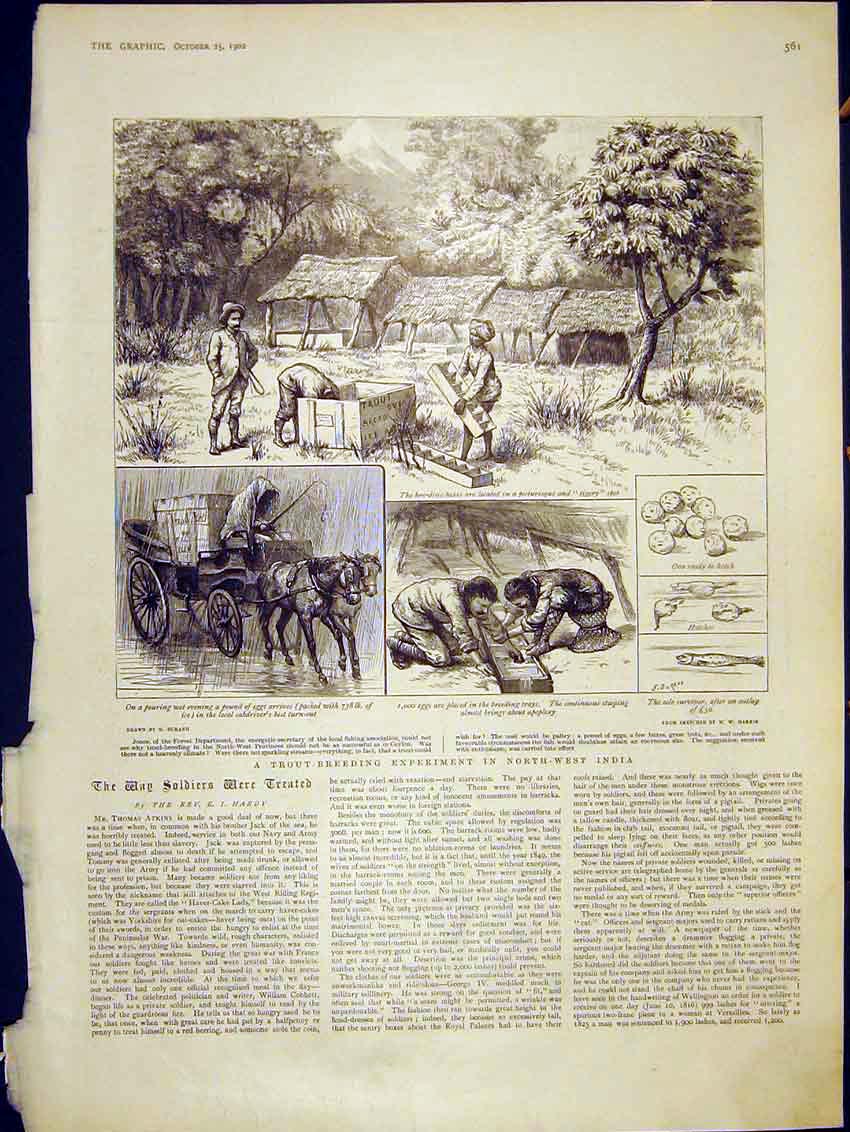 Original Old Antique Print Trout-Breeding Experiment India Fish Sketches 1902