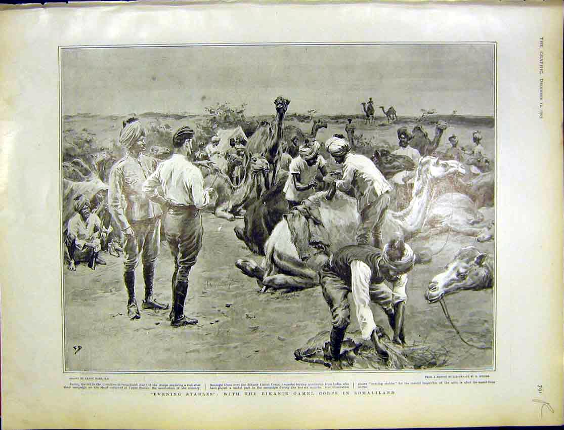 Original Old Antique Print Somali Bikanir Camel Royal Engineers Aldershot 1903