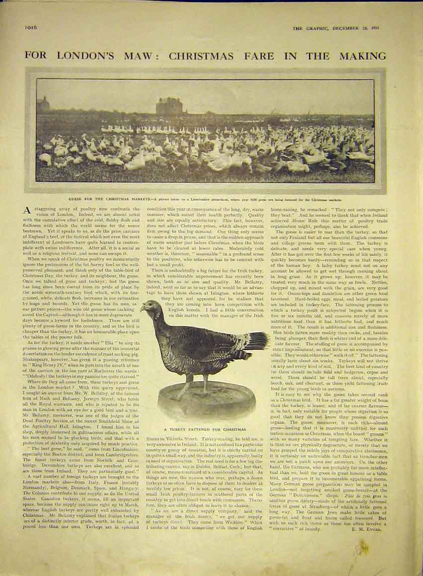 Original Old Antique Print Turkey Christmas Geese Markets Lincolnshire 1911 20th