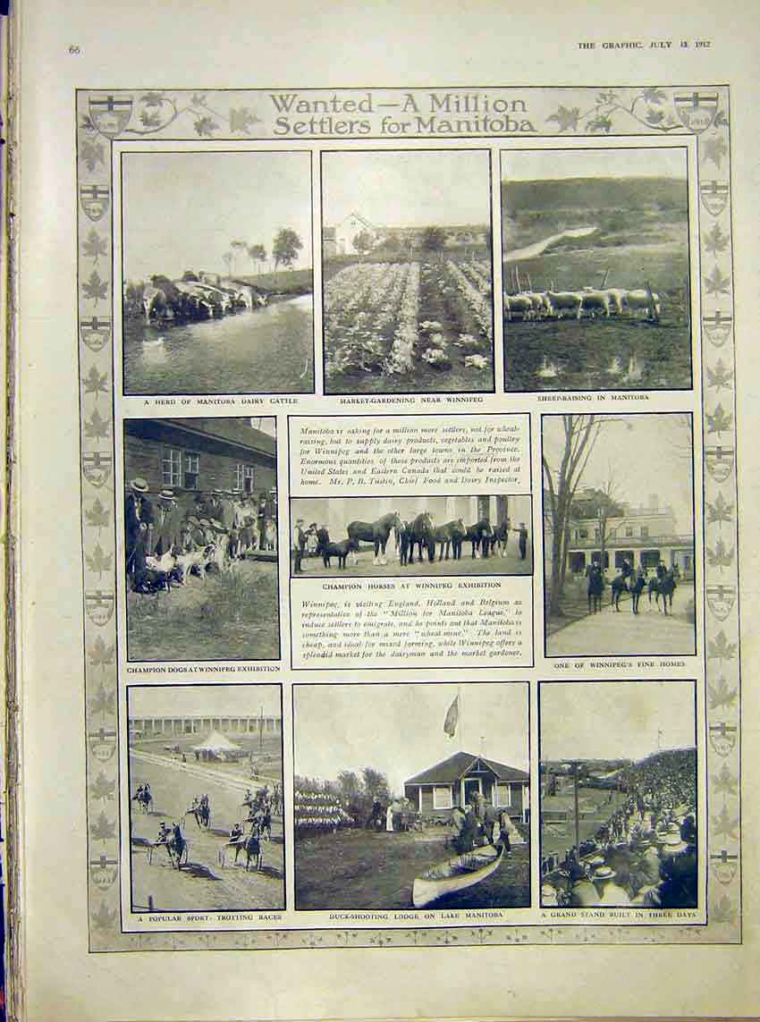 Original Old Antique Print Manitoba Cattle Settlers Winnipeg Races 1912 20th