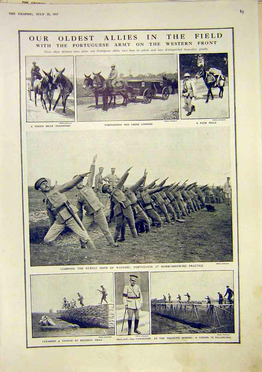 Original Old Vintage Print Portugese Army Mule Transport Warfare Tamagnini 1917