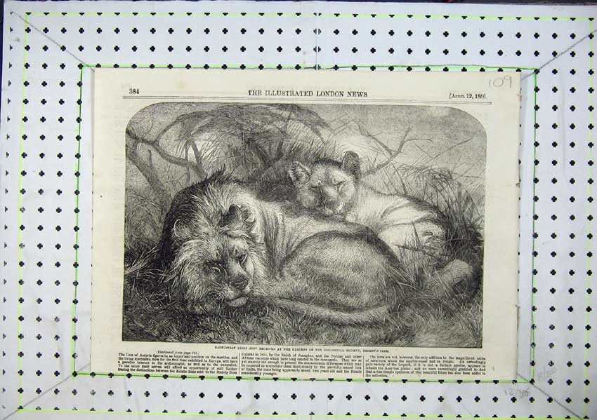 Original Old Antique Print Babylonian Lions Gardens Regents Park Zoo 1856 19th