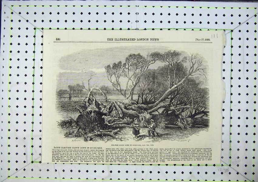 Original Old Antique Print 1856 Elm Tree Blown Down Hyde Park High Winds 19th