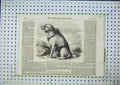 Original Old Antique Print Sandy Crimea Mascot Dog Sappers Miners 1856 19th