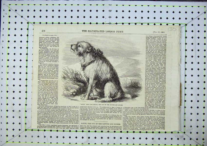 Original Old Antique Print Sandy Crimea Mascot Dog Sappers Miners 1856 19th