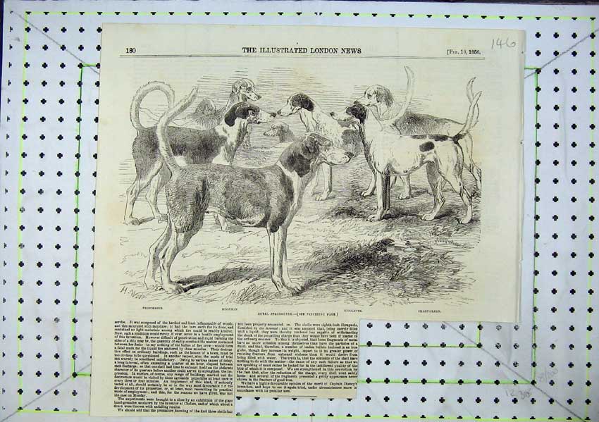 Original Old Antique Print Royal Staghounds Dog Dogs Woodman Chanticleer 1856