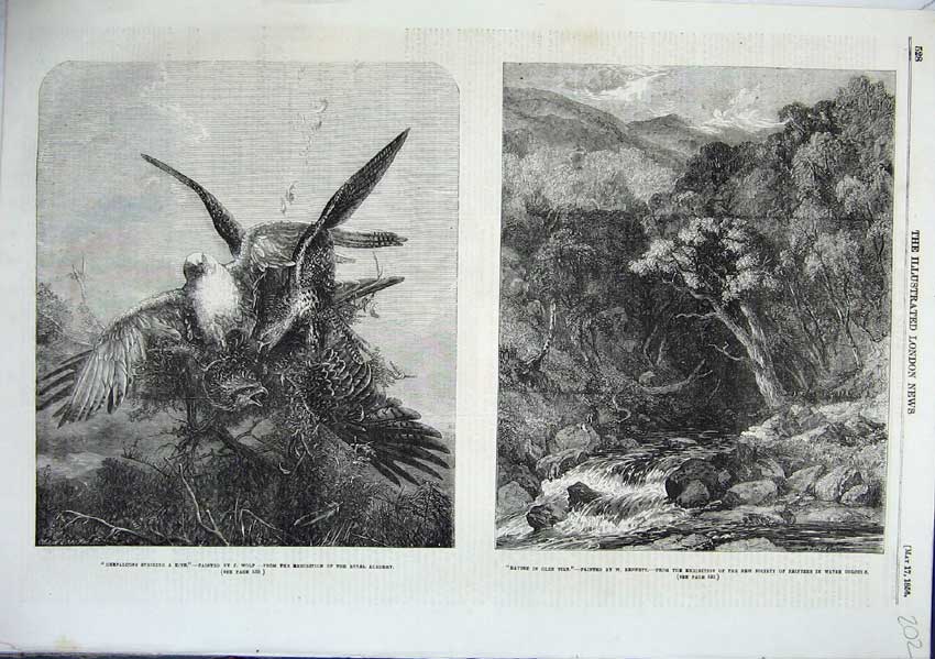 Old Antique Print Gerfalcon Striking Kite Wolf Glen Tilt Bennett 1856 Art 19th