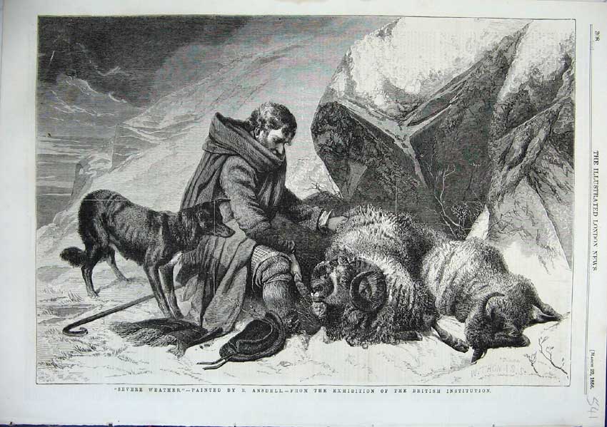 Original Old Antique Print Severe Weather Fine Art Ansdell Rams Sheep Dead 1856