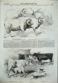 Original Old Antique Print Prize Animals Paris Sheep Calfs Cows Rams 1856 19th