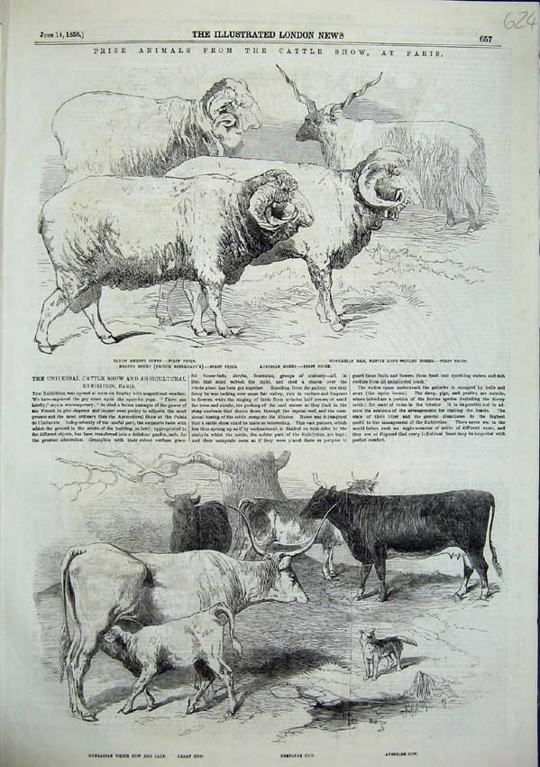 Original Old Antique Print Prize Animals Paris Sheep Calfs Cows Rams 1856 19th