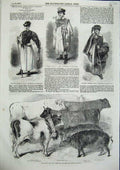 Original Old Antique Print Prize Cattle Parishungarian Shepherd Herdsman 1856