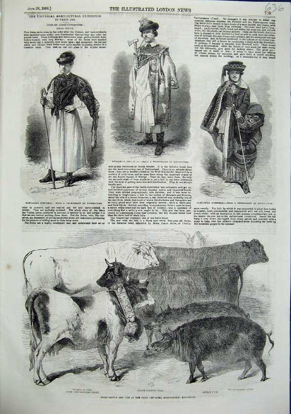 Original Old Antique Print Prize Cattle Parishungarian Shepherd Herdsman 1856